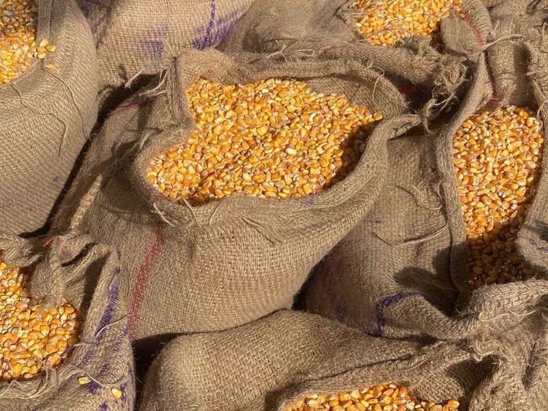 Maize